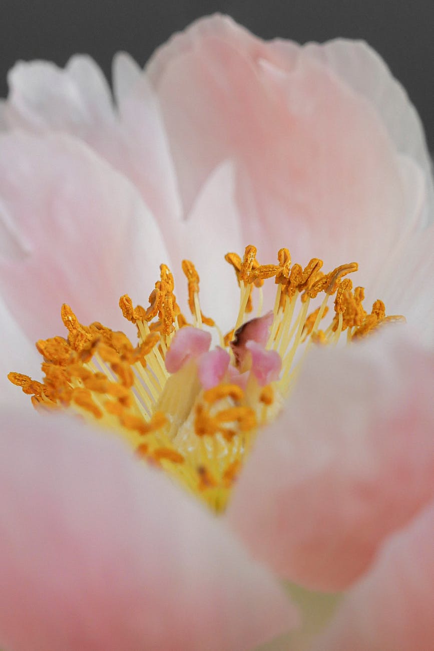 stamens of a pink blooming flower